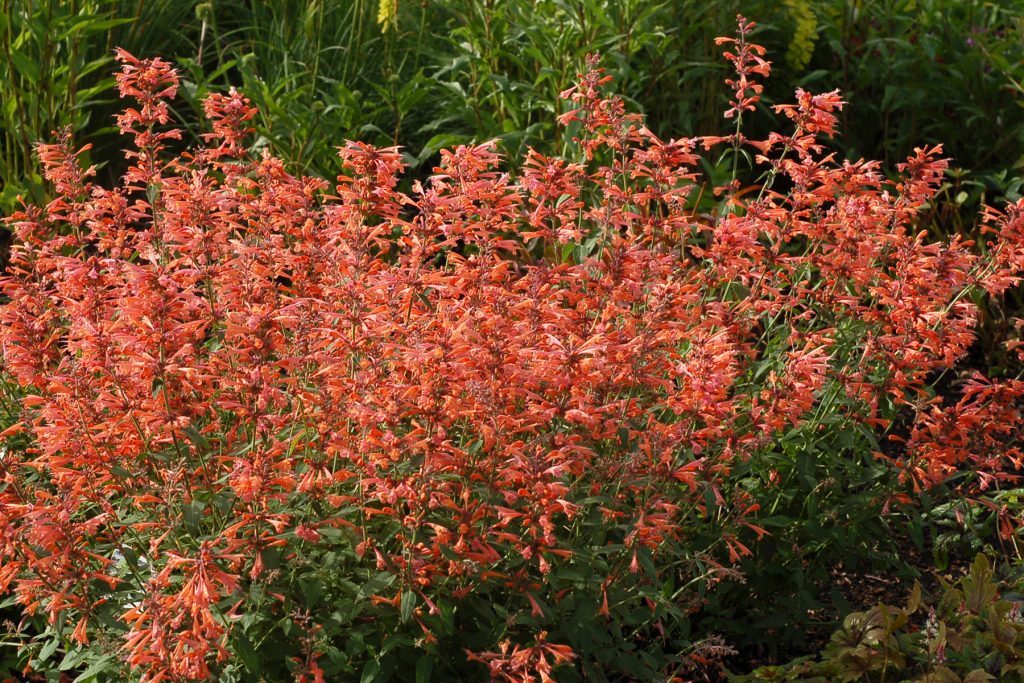 Agastache ‘Summer Sunset’ ® - Greenseasons