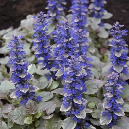 Ajuga Reptans ‘black Scallop’ ® - Greenseasons