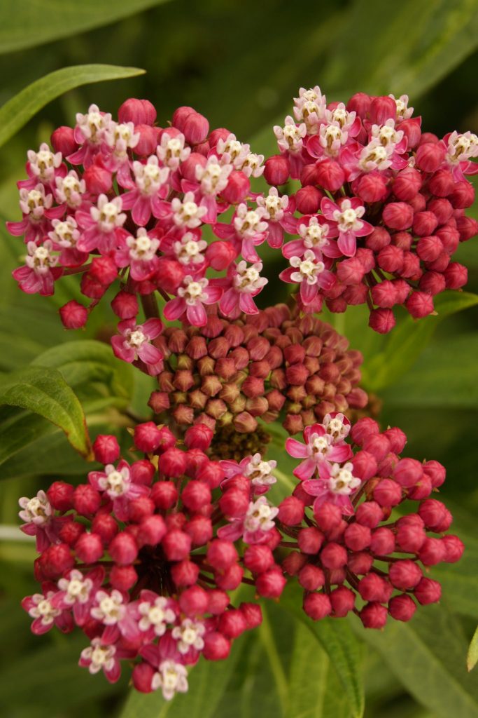 Asclepias incarnata ‘Soulmate’ - Greenseasons