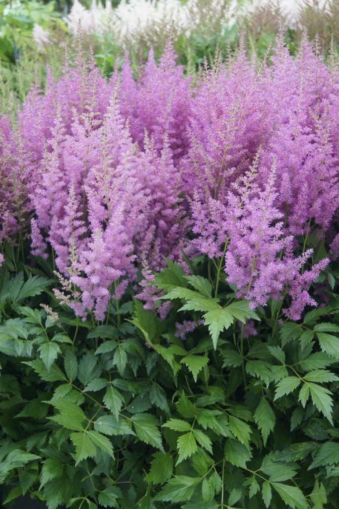 Astilbe japonica ‘Mainz’ - Greenseasons