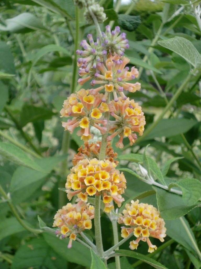 Buddleja weyeriana ‘Yellow Flower Power’ - Greenseasons