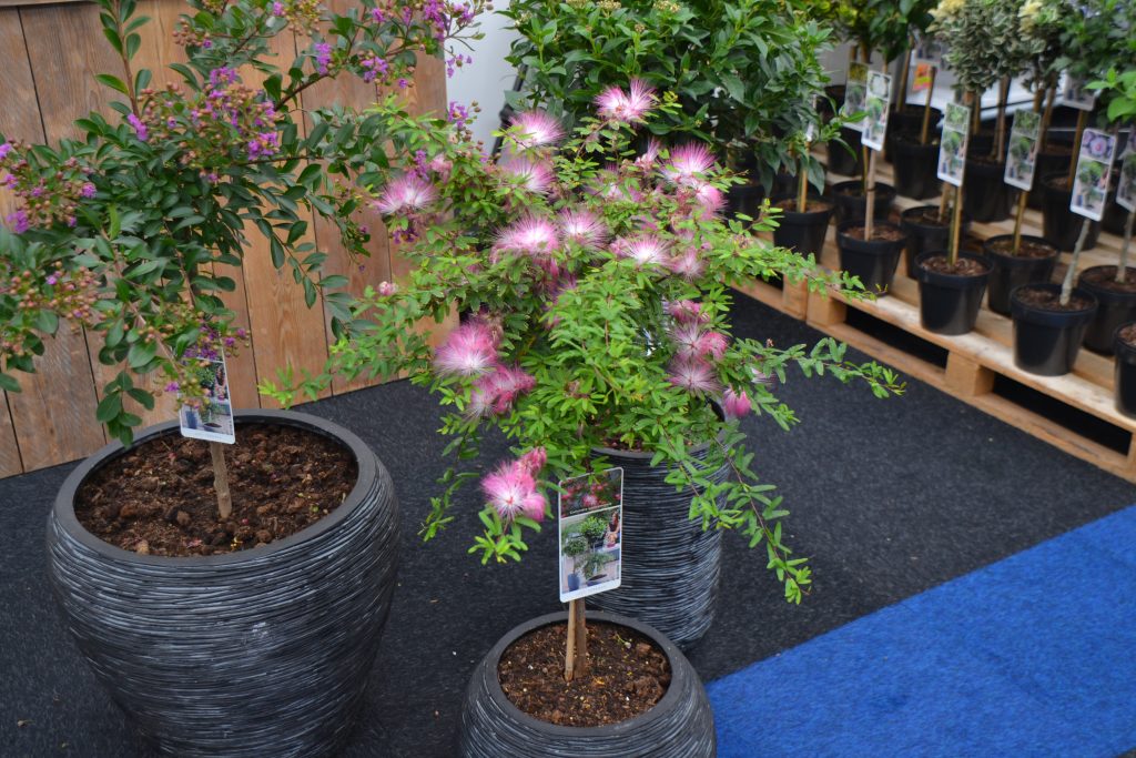 Calliandra surinamensis (standard) - Greenseasons