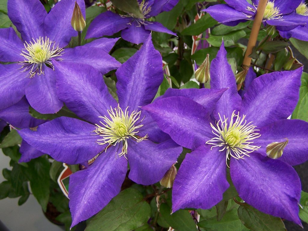 Clematis ‘Daniel Deronda’ - Greenseasons