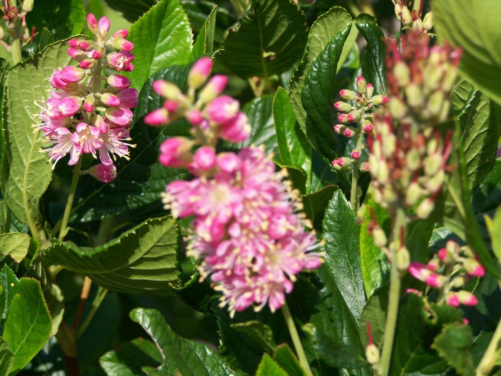 Clethra alnifolia