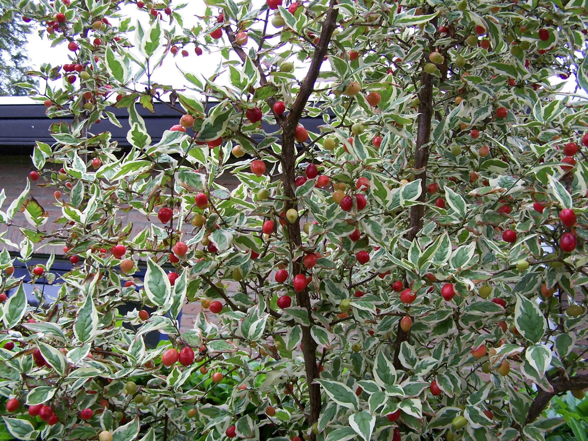 cornus mas singe stem