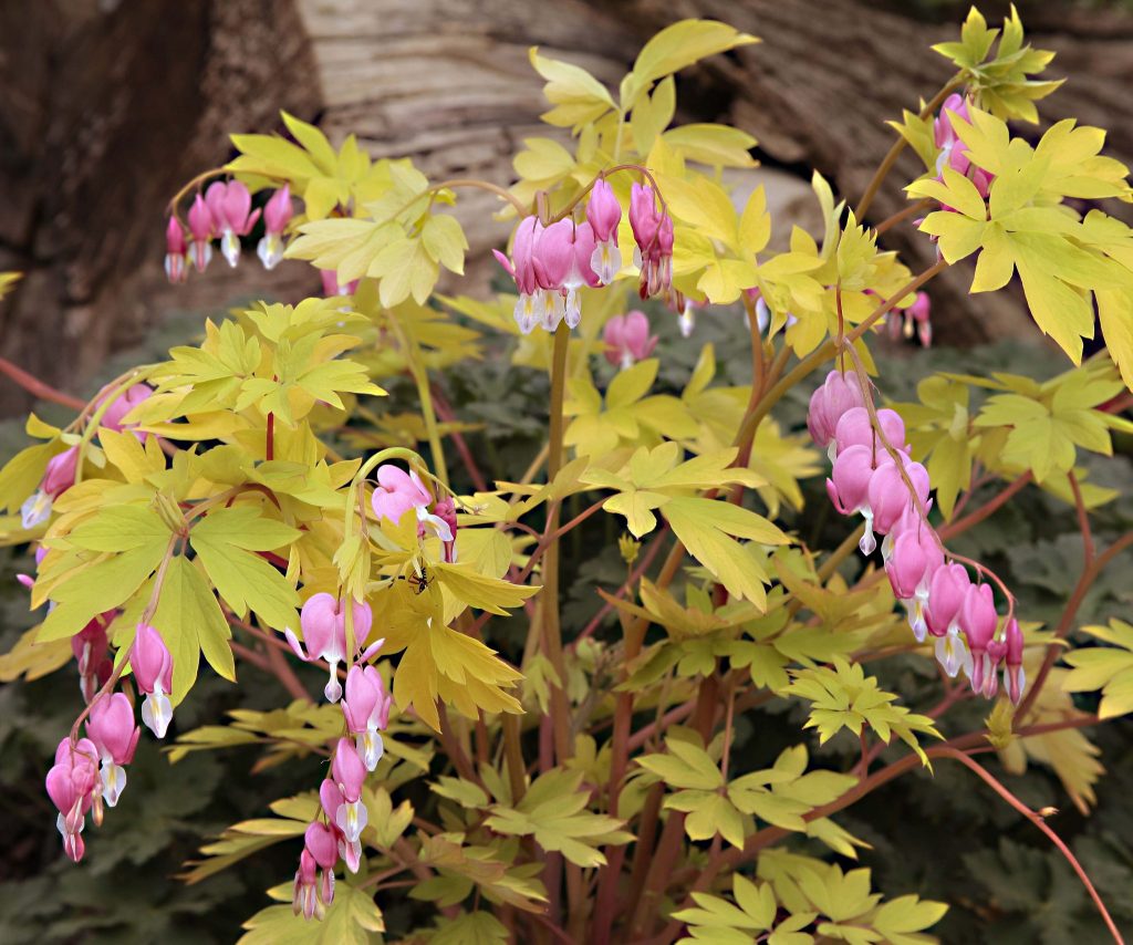 Dicentra spectabilis ‘Goldheart’ ® Greenseasons