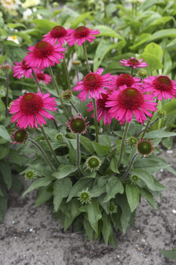 Echinacea purpurea ‘Delicious Candy’ ® - Greenseasons