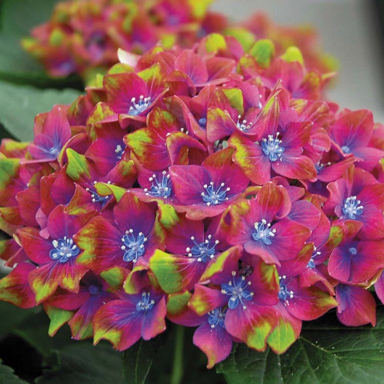 Hydrangea paniculata ‘Diamond Rouge’® - Greenseasons