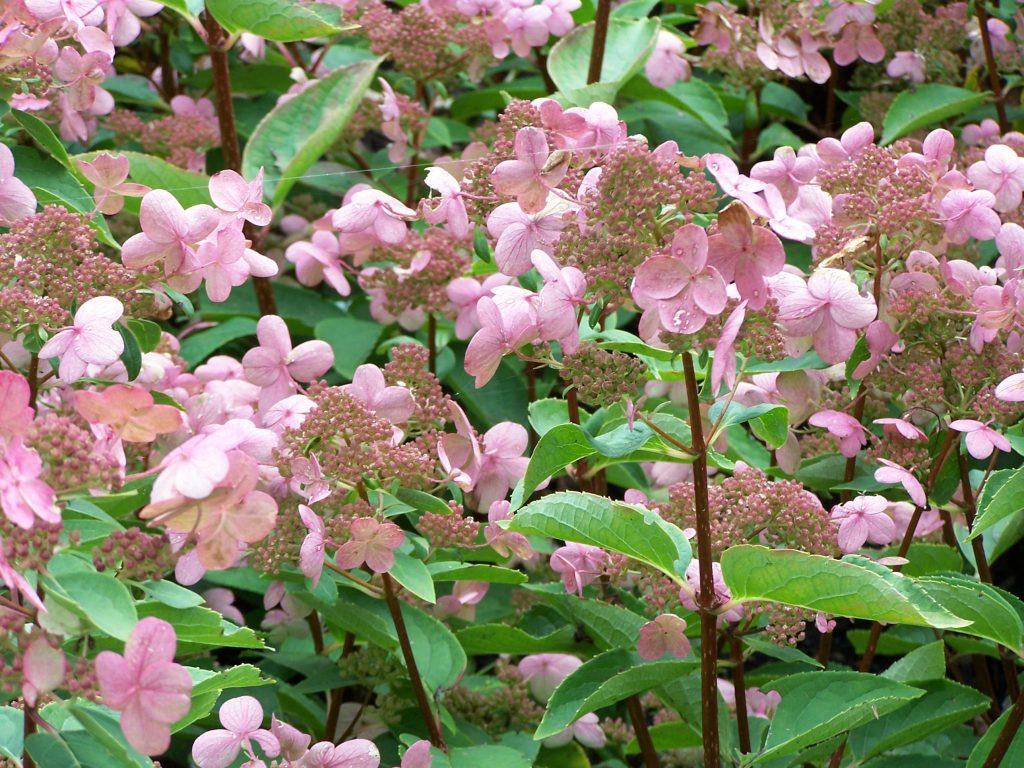Hydrangea paniculata ‘Early Sensation’® - Greenseasons