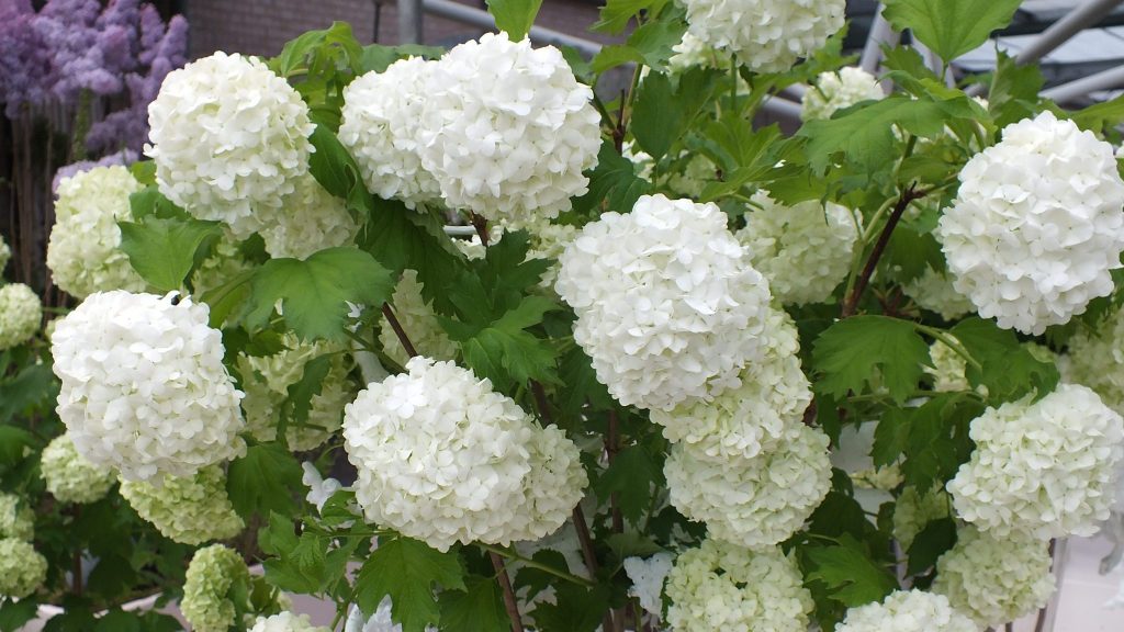 Viburnum opulus ‘Roseum’ - Greenseasons