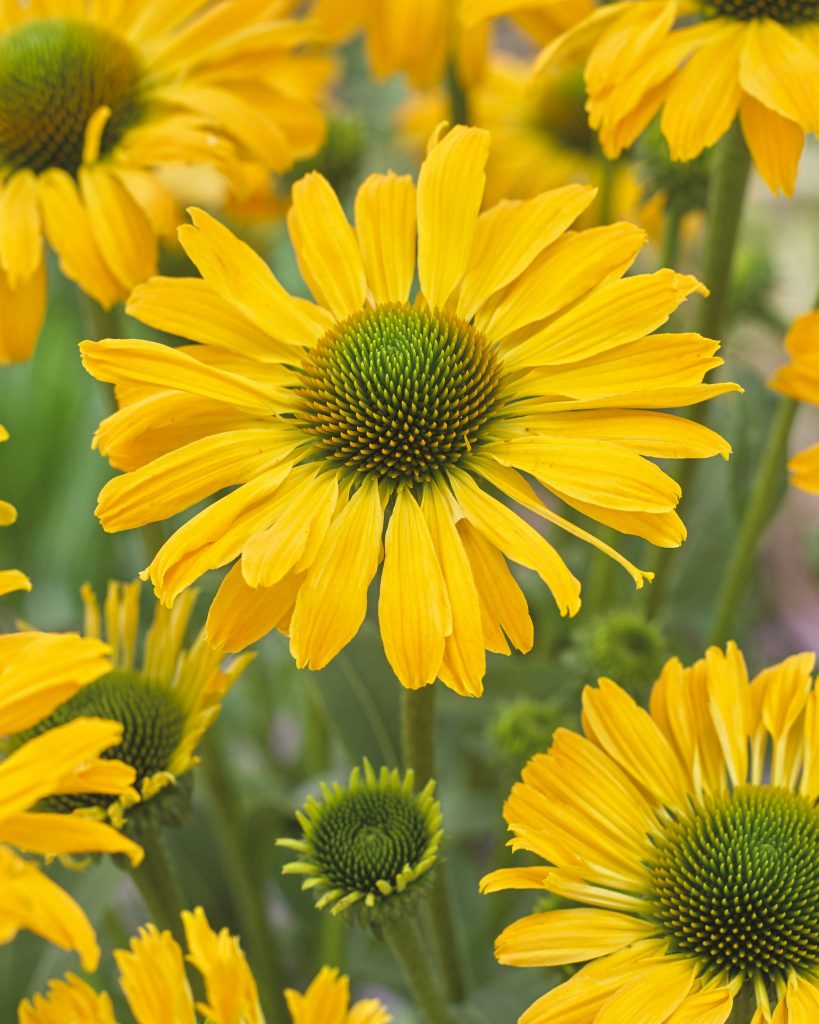 Echinacea purpurea ‘Yellow Passion’® Greenseasons