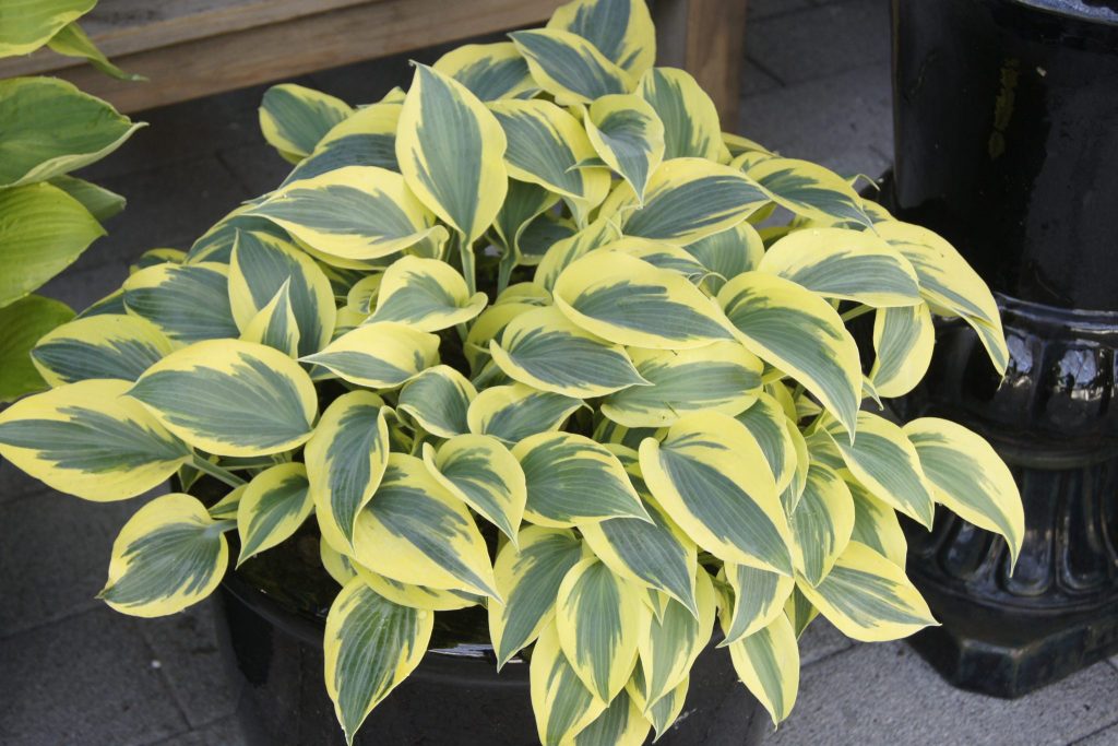 Hosta ‘Ben Vernooij’ - Greenseasons