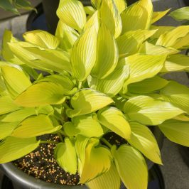 Hosta ‘Lakeside Banana Bay’ - Greenseasons