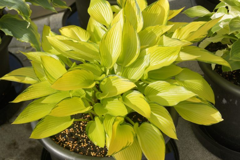 hosta-june-fever- Greenseasons