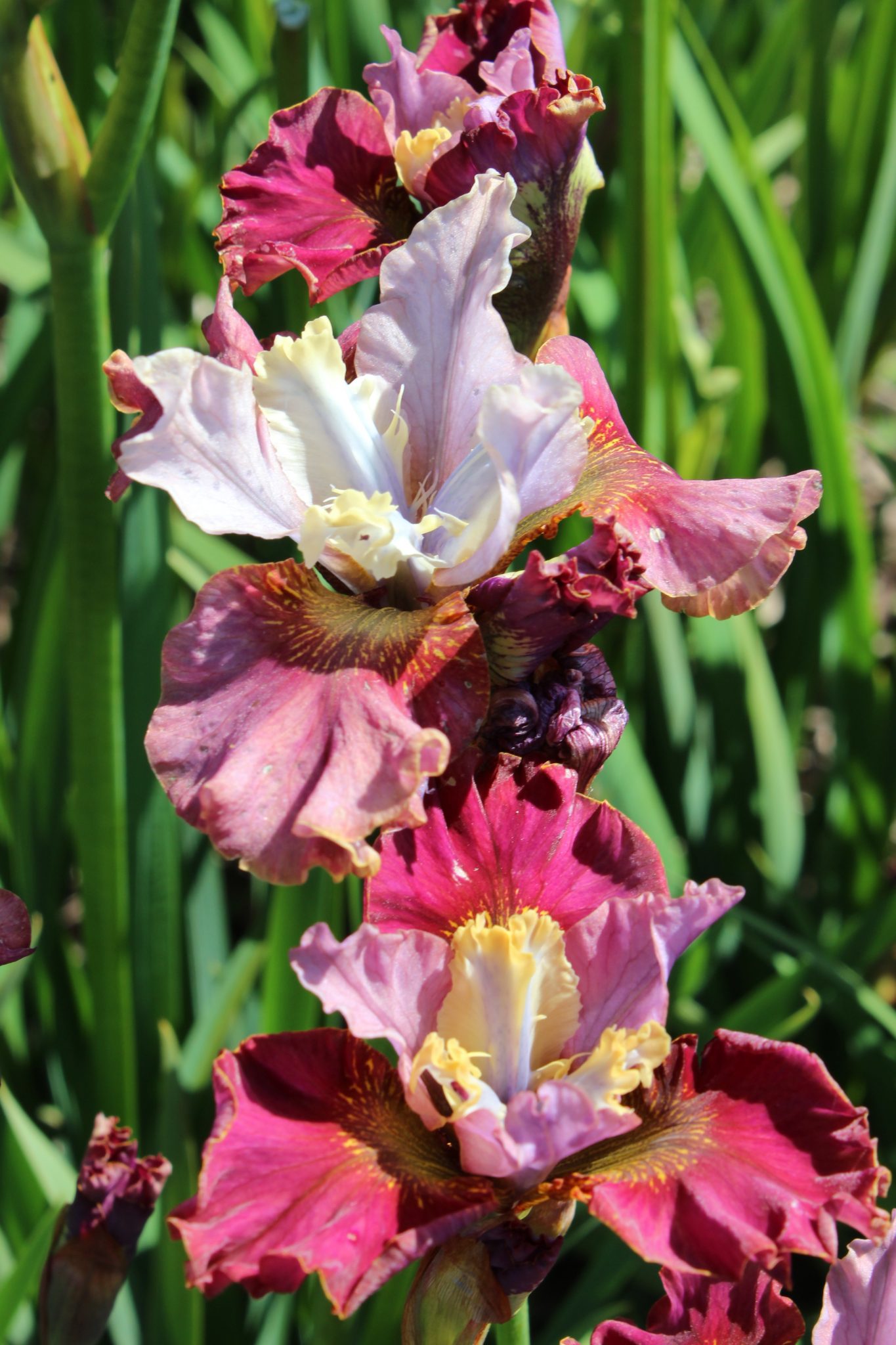 Iris sibirica ‘Peacock Butterfly® Cherry Fling’® - Greenseasons