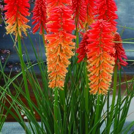 Kniphofia ‘Pocco Yellow’® - Greenseasons