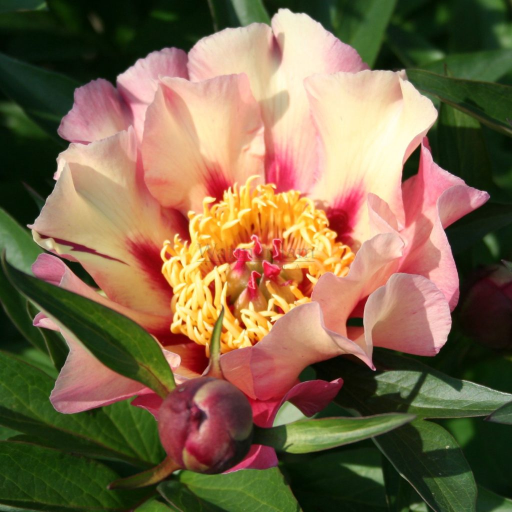 Paeonia Itoh ‘First Arrival’ - Greenseasons