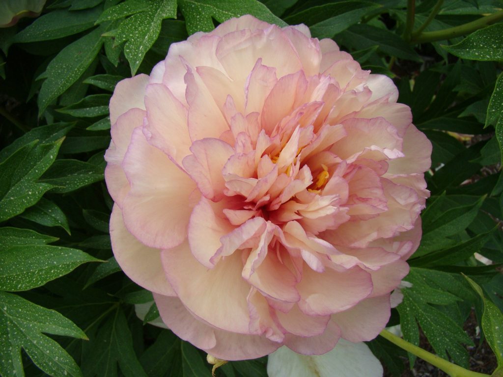 Paeonia Itoh ‘Scrumdidleumptious’ - Greenseasons