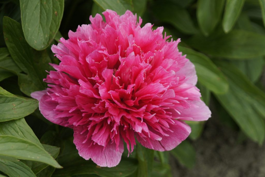 Paeonia officinalis ‘Rosea Plena’ - Greenseasons