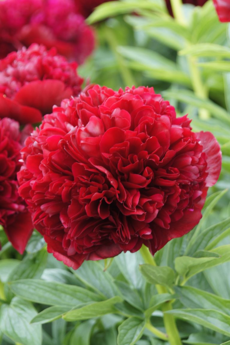 Paeonia-red-grace- Greenseasons