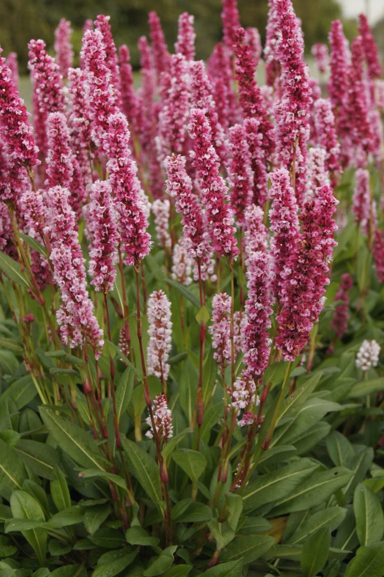 persicaria-affines-darjeeling-red- Greenseasons