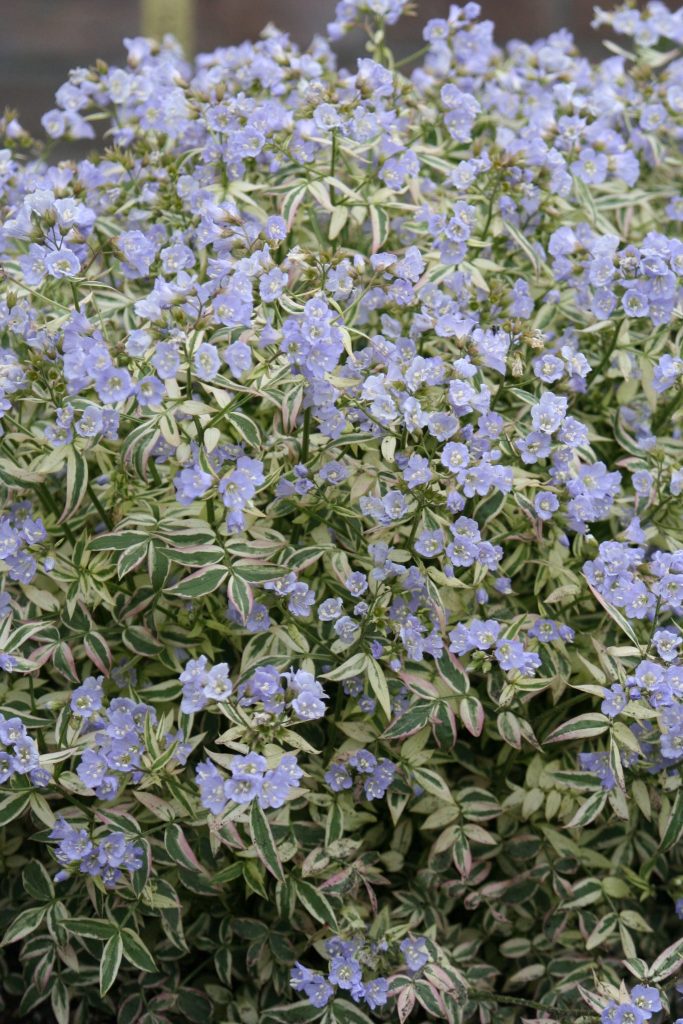 Polemonium reptans ‘Stairway to Heaven’ ® - Greenseasons