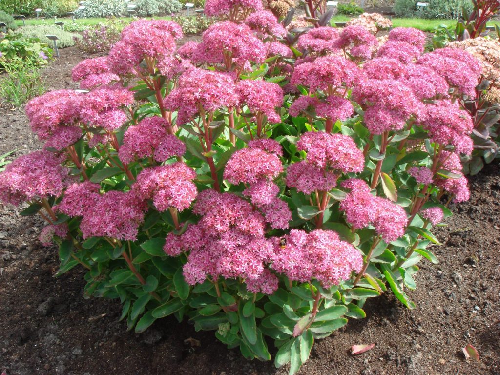 Sedum ‘Carl’ - Greenseasons