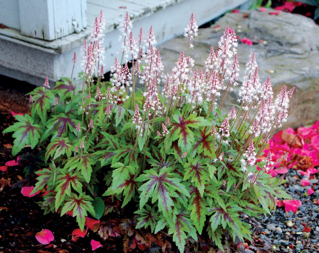 Tiarella 'Sugar and Spice ® - Greenseasons