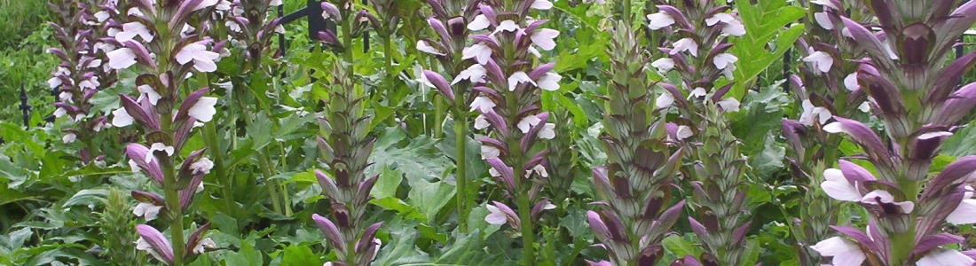 Acanthus spinosus x mollis 'Mornings Candle' - Greenseasons