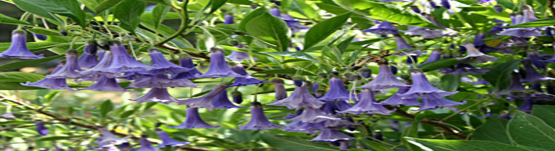 Acnistus australis - Greenseasons