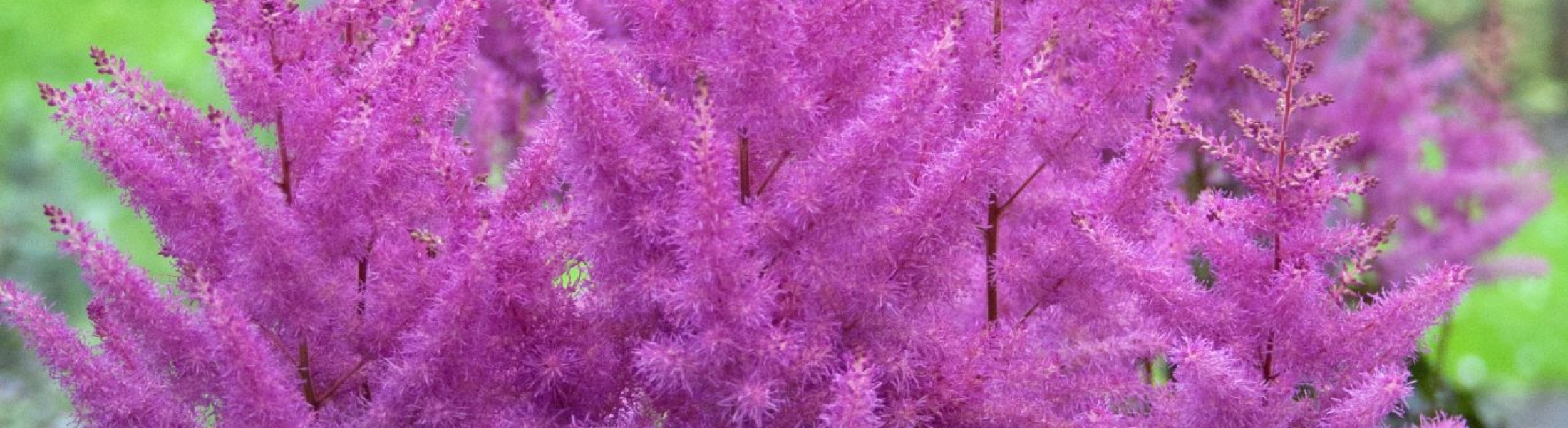 Astilbe hybrid ‘Nemo’ - Greenseasons