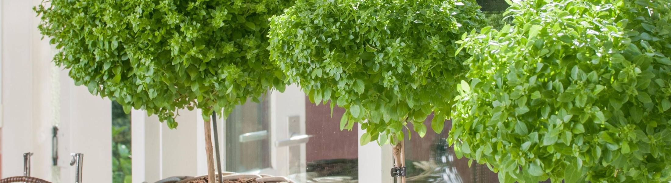 Basil tree Ocimum basilicum Greenseasons