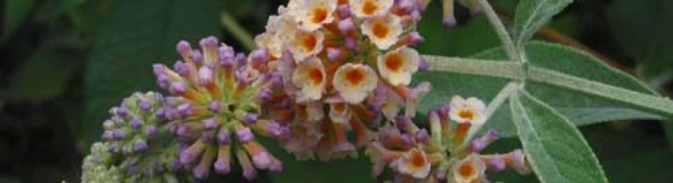 Buddleja Weyeriana ‘Moonlight’ - Greenseasons