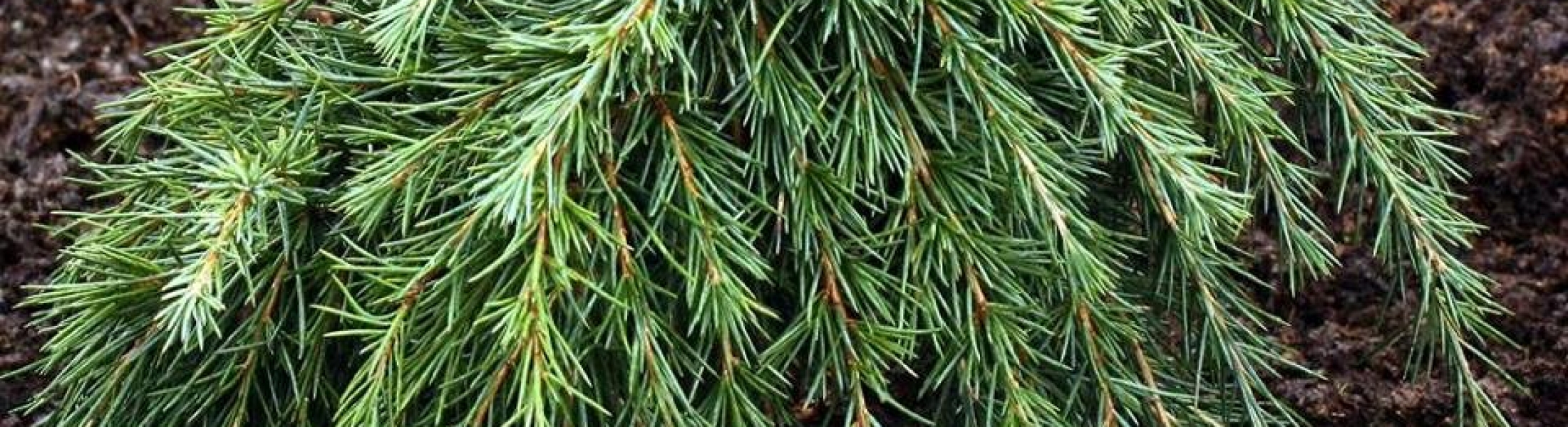 Cedrus deodara ‘Feelin Blue’ - Greenseasons