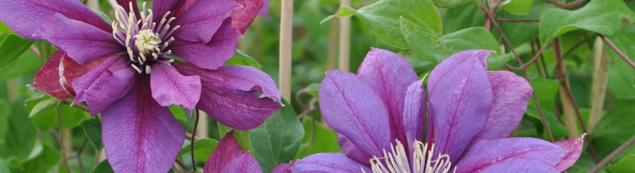 Clematis ‘Flamenco Dancer’ ® Greenseasons