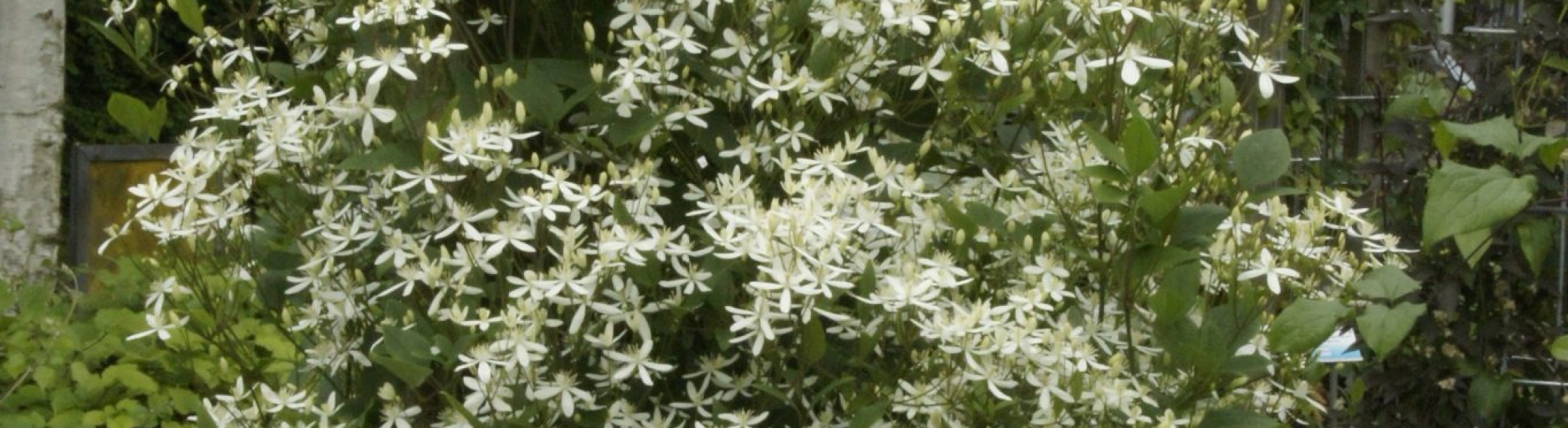 Clematis mandshurica - Greenseasons