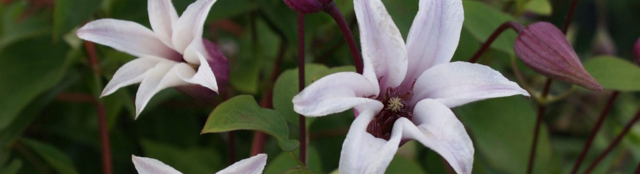 Clematis texensis 'Princess Kate' ® - Greenseasons