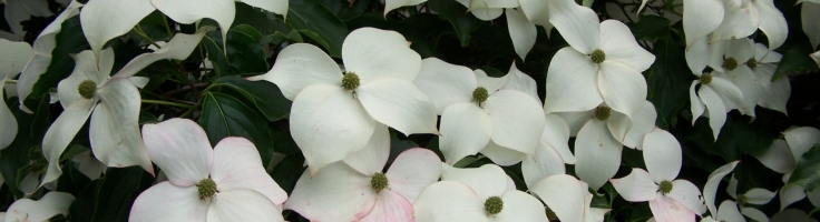 Cornus kousa variegata 'Chinensis' - Greenseasons