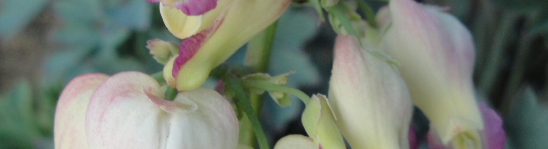 Dicentra ‘Love Hearts’ ® Greenseasons