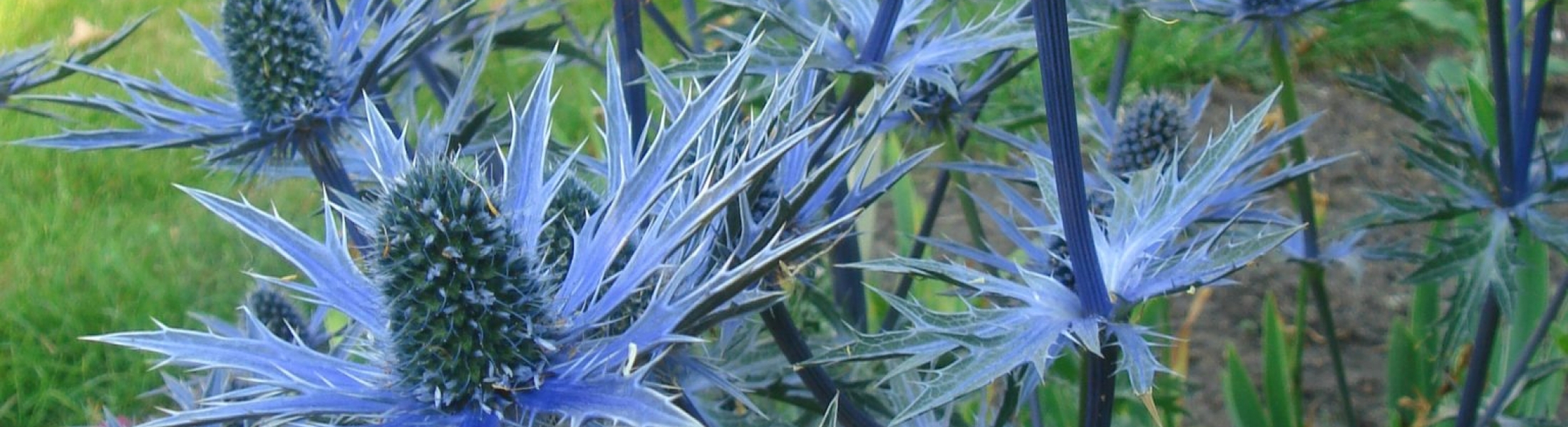Eryngium'Big Blue' Greenseasons