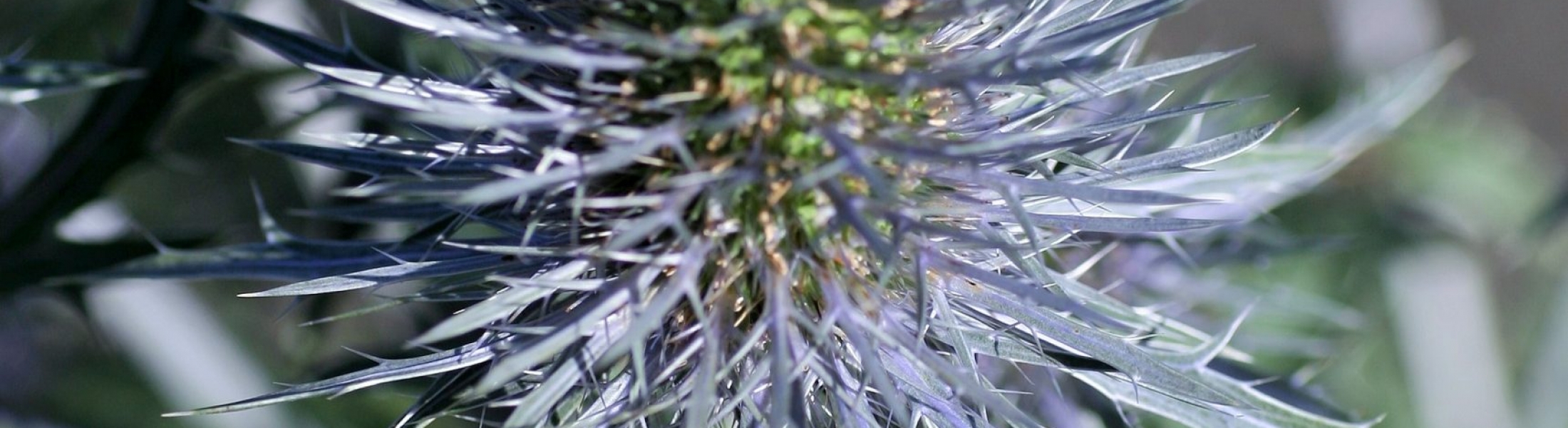Eryngium planum ‘Magical Anita’ ® Greenseasons