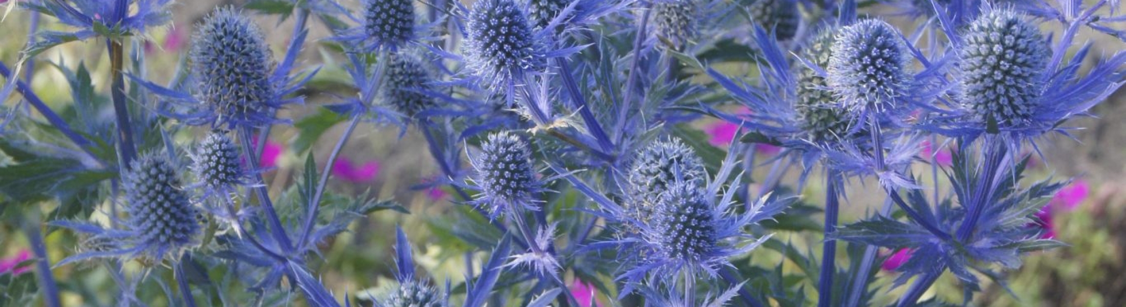 eryngiumplanummagicalbluelagoon Greenseasons