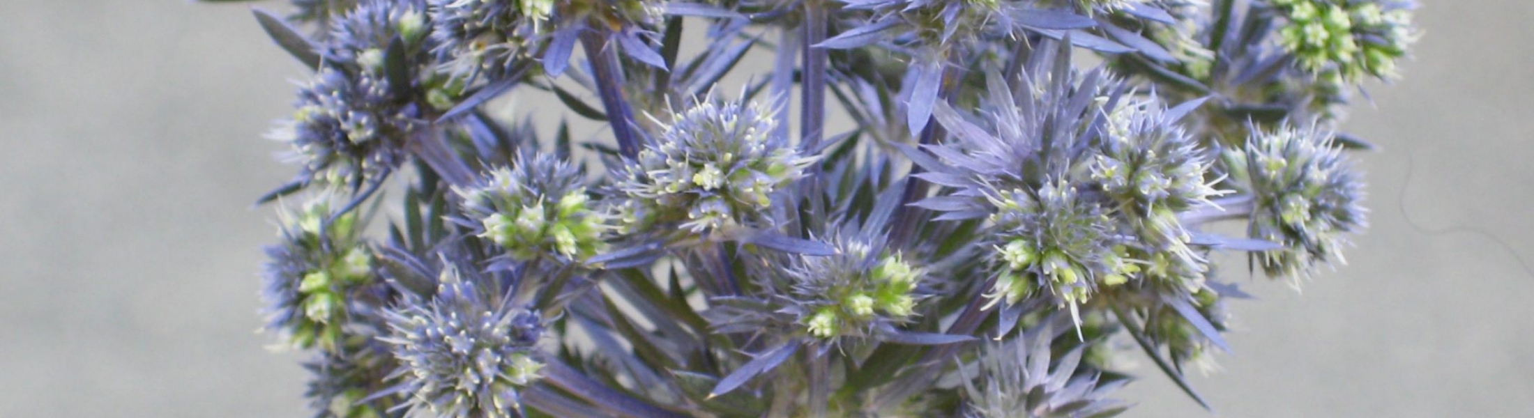 Eryngium planum ‘Magical Symphony’ ® Greenseasons
