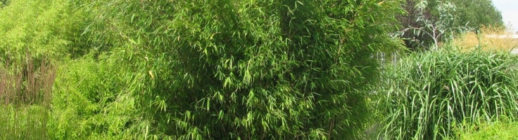 Fargesia nitida 'Obelisk'  - Greenseasons
