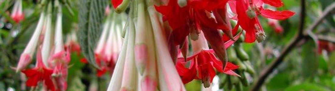 Fuchsia boliviana ‘Alba’ - Greenseasons