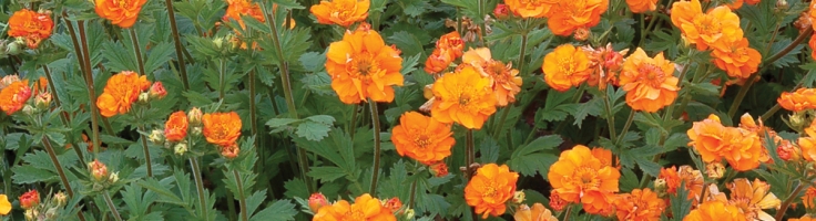 Geum Coccineum Fire Storm Greenseasons