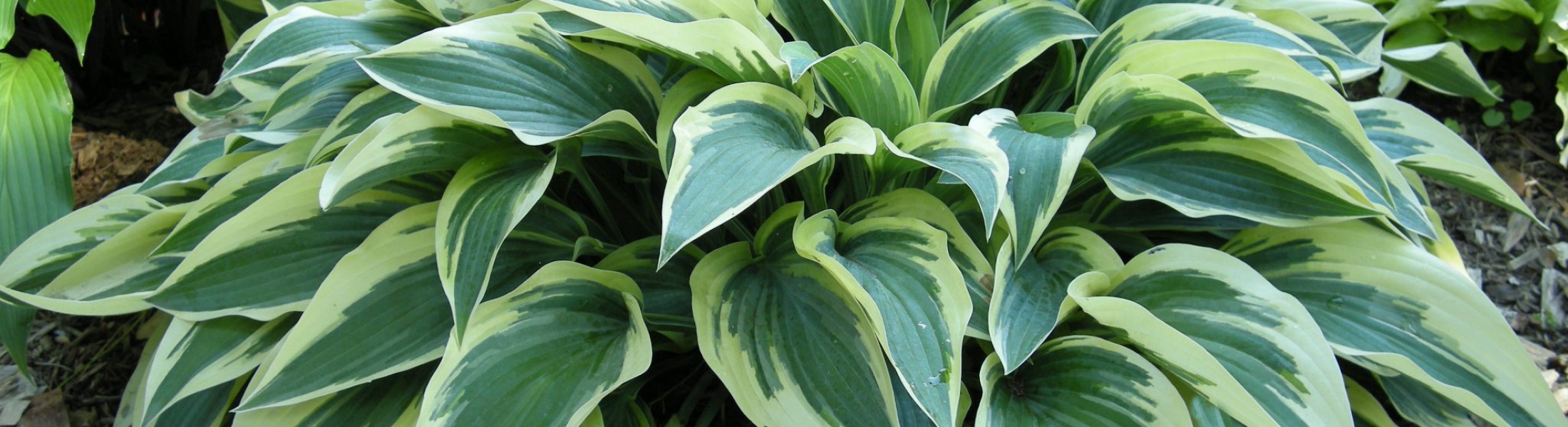 Hosta ‘Bobcat’ - Greenseasons