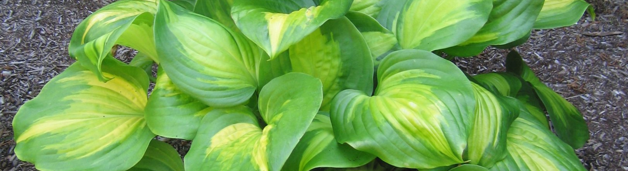 Cathedral Window Hosta