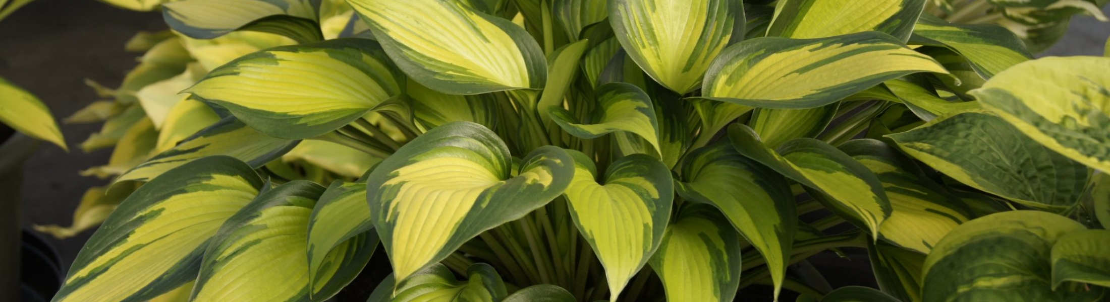 hosta-june-spirit- Greenseasons