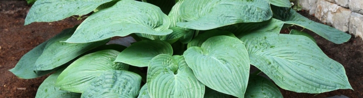 Hosta Jurassic Park Greenseasons